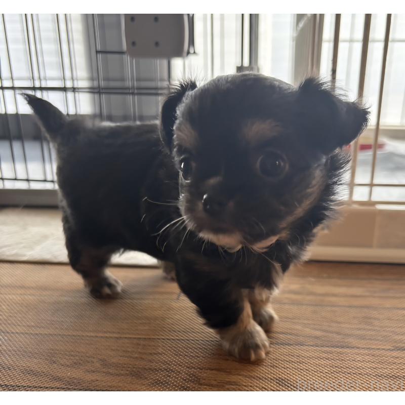 成約済の滋賀県のチワワ(ロングコート)-436389の3枚目