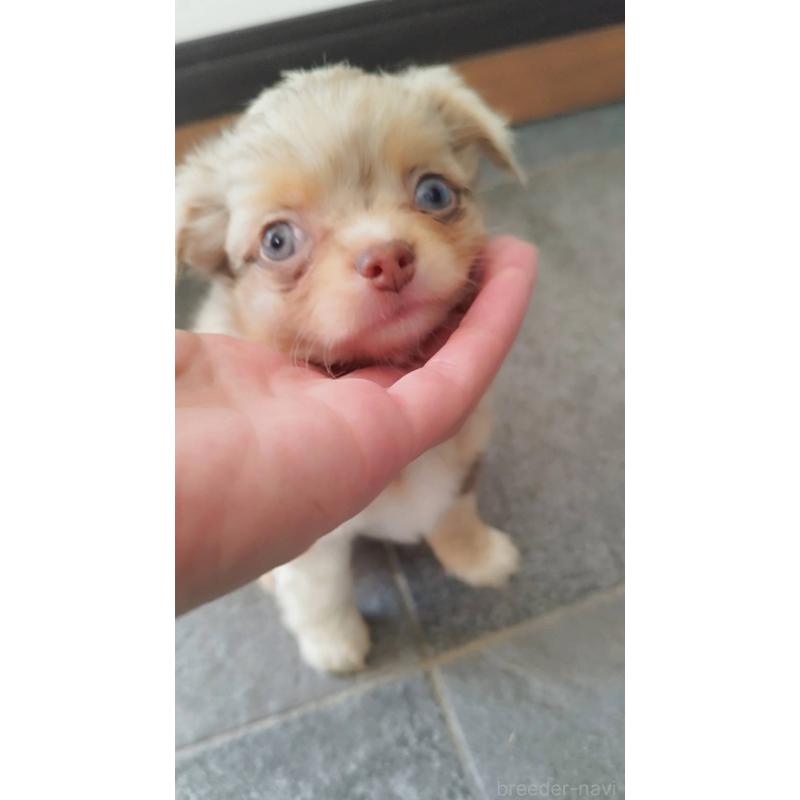 販売中の長崎県のチワワ(ロングコート)-438683の7枚目