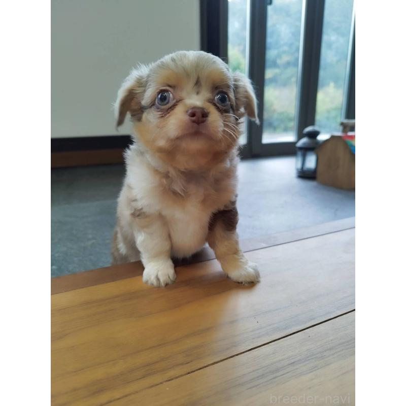 販売中の長崎県のチワワ(ロングコート)-438683の6枚目