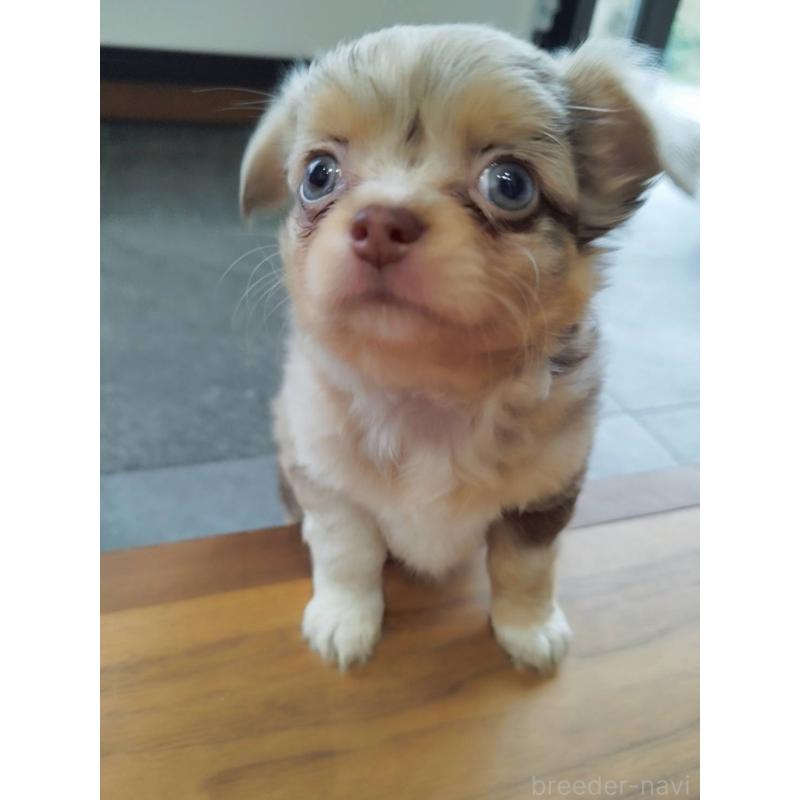 販売中の長崎県のチワワ(ロングコート)-438683の5枚目