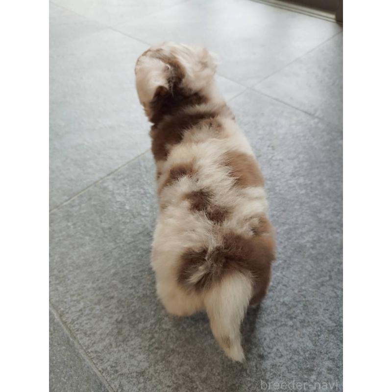 販売中の長崎県のチワワ(ロングコート)-438683の4枚目