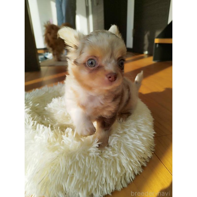 販売中の長崎県のチワワ(ロングコート)-438683の2枚目