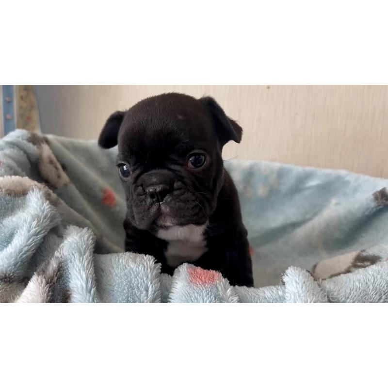 販売中の岡山県のフレンチブルドッグ-431018の14枚目