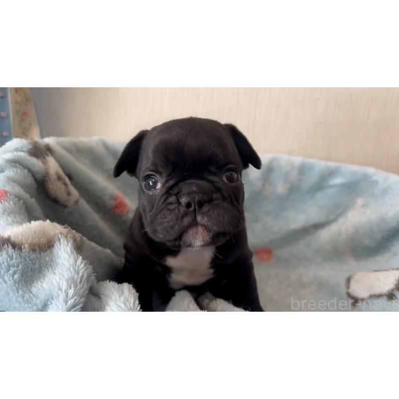 販売中の岡山県のフレンチブルドッグ-431018の13枚目