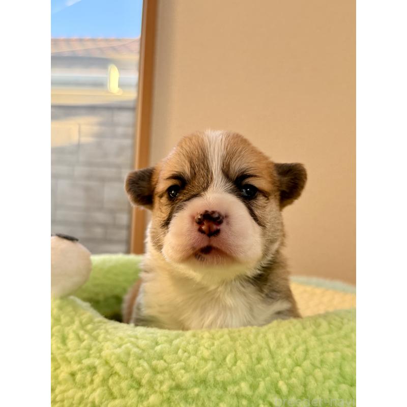 販売中の千葉県のウェルシュコーギーペンブローク-437533の14枚目