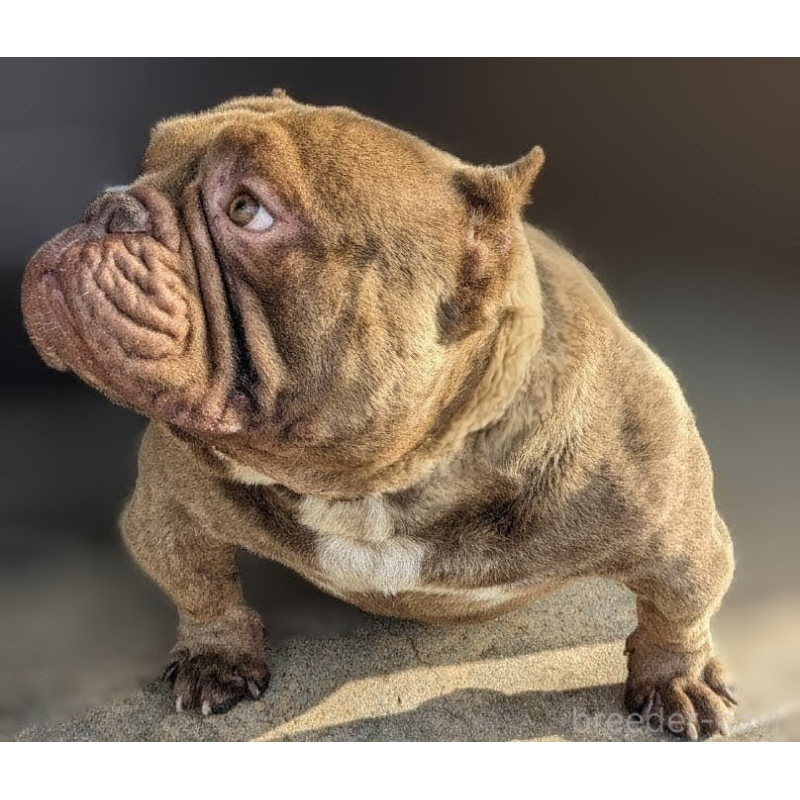 OYABUN （オヤブン）くん1枚目