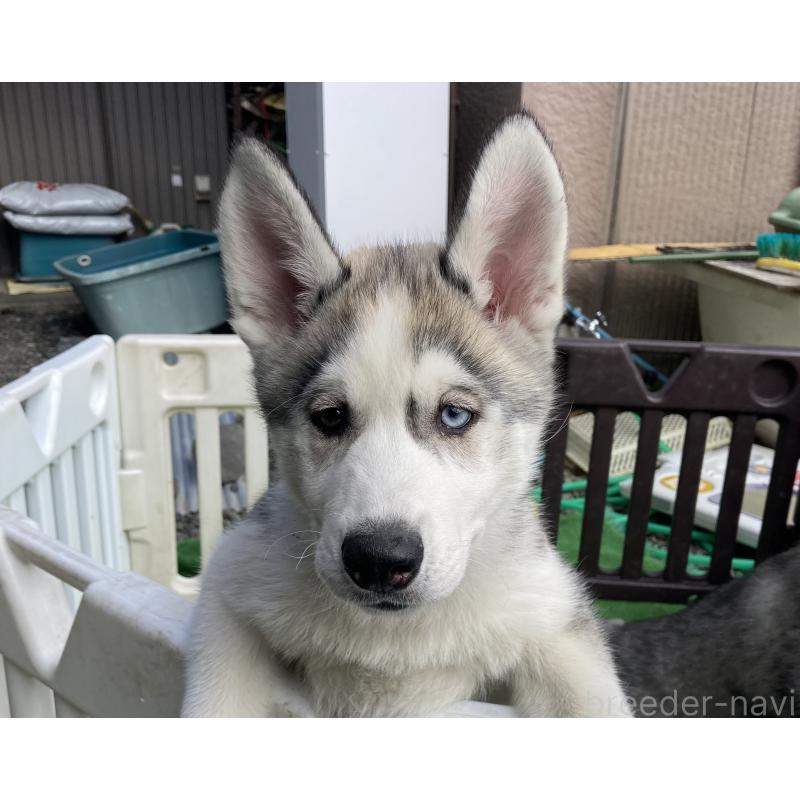 販売中の静岡県のシベリアンハスキー-425189の6枚目
