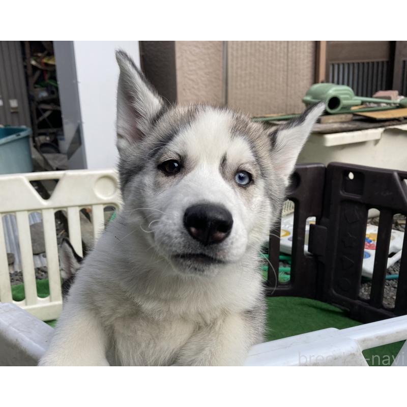 販売中の静岡県のシベリアンハスキー-425189の5枚目