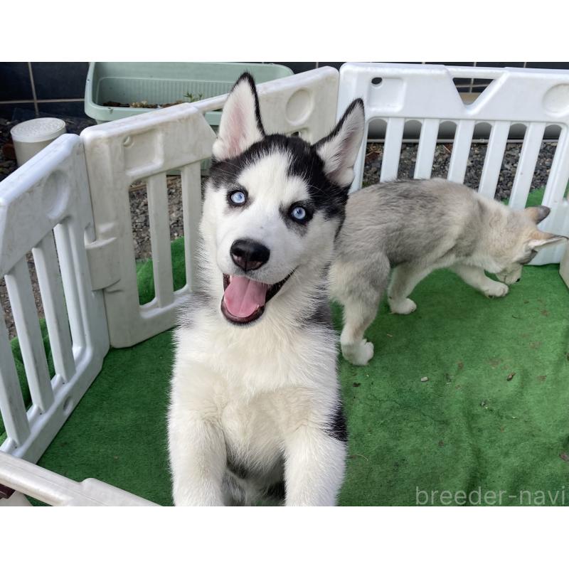 販売中の静岡県のシベリアンハスキー-425190の5枚目