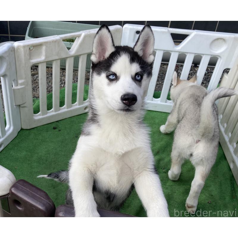 販売中の静岡県のシベリアンハスキー-425190の4枚目