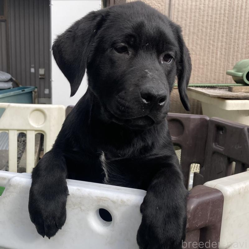 商談中の静岡県のラブラドールレトリーバー-422300