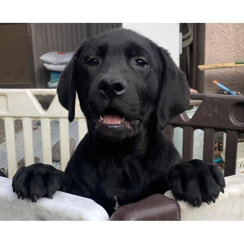 成約済の静岡県のラブラドールレトリーバー-422300の2枚目