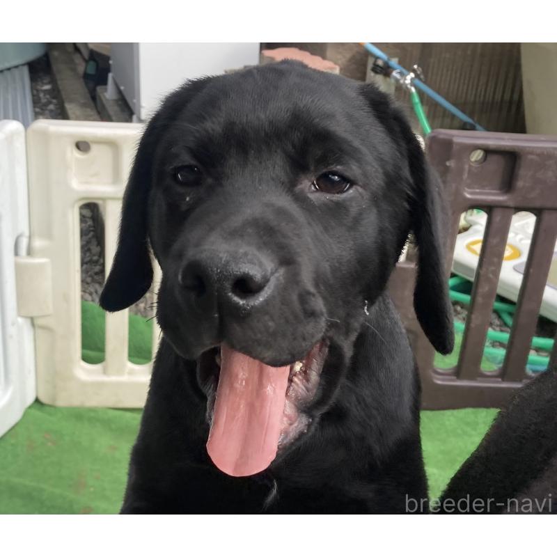 成約済の静岡県のラブラドールレトリーバー-422298の2枚目