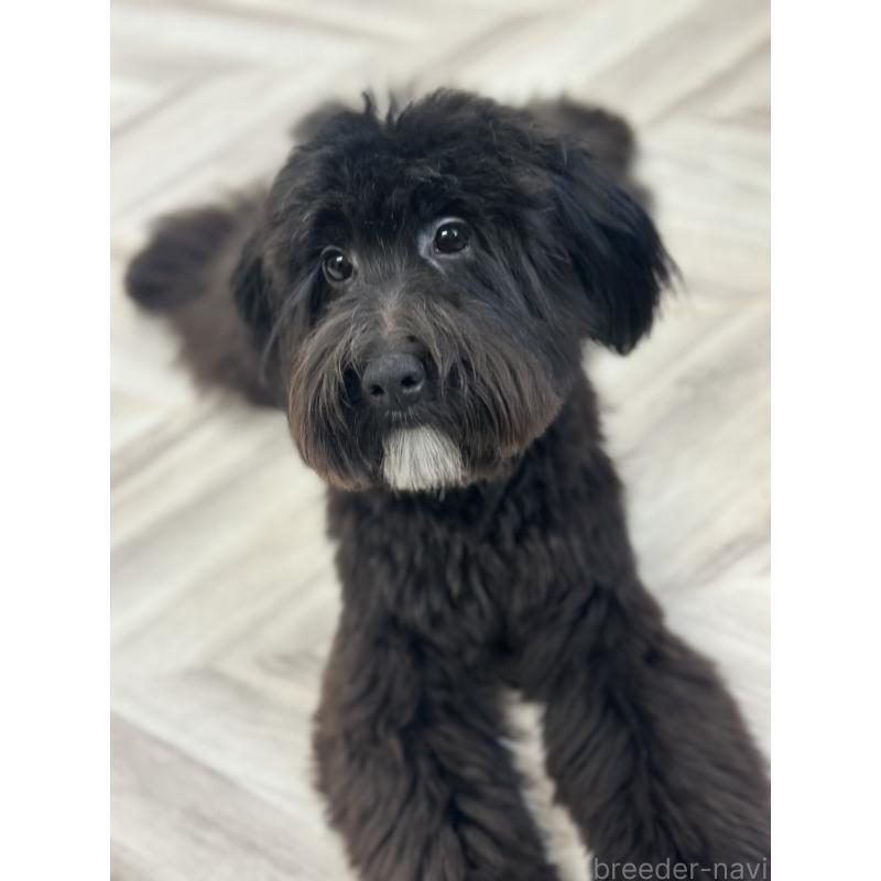 販売中の京都府のゴールデンドゥードル:ゴールデンレトリーバー×プードル-391926の2枚目