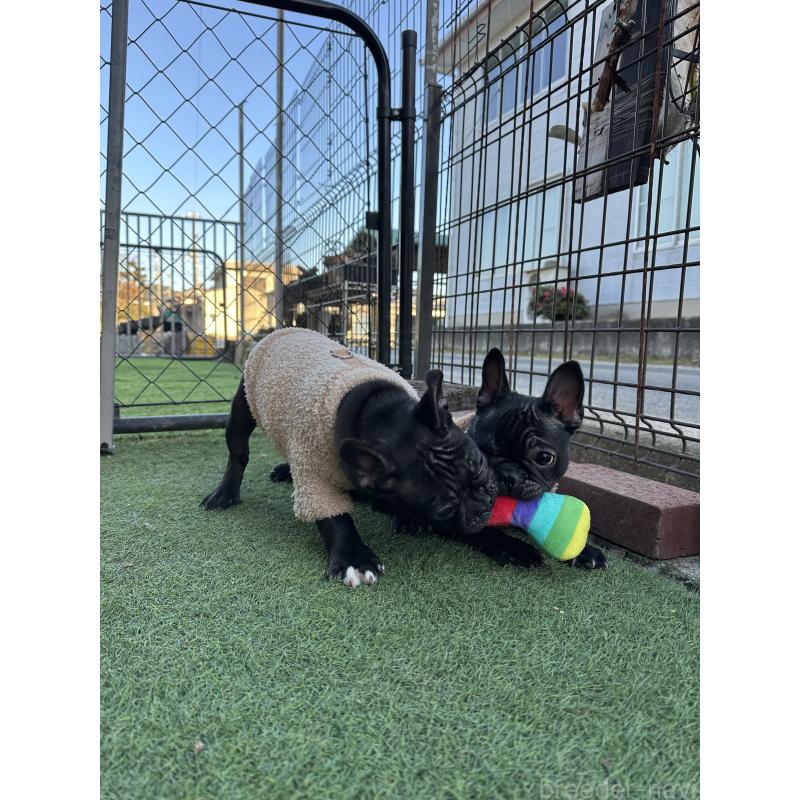 成約済の兵庫県のフレンチブルドッグ-426933の4枚目