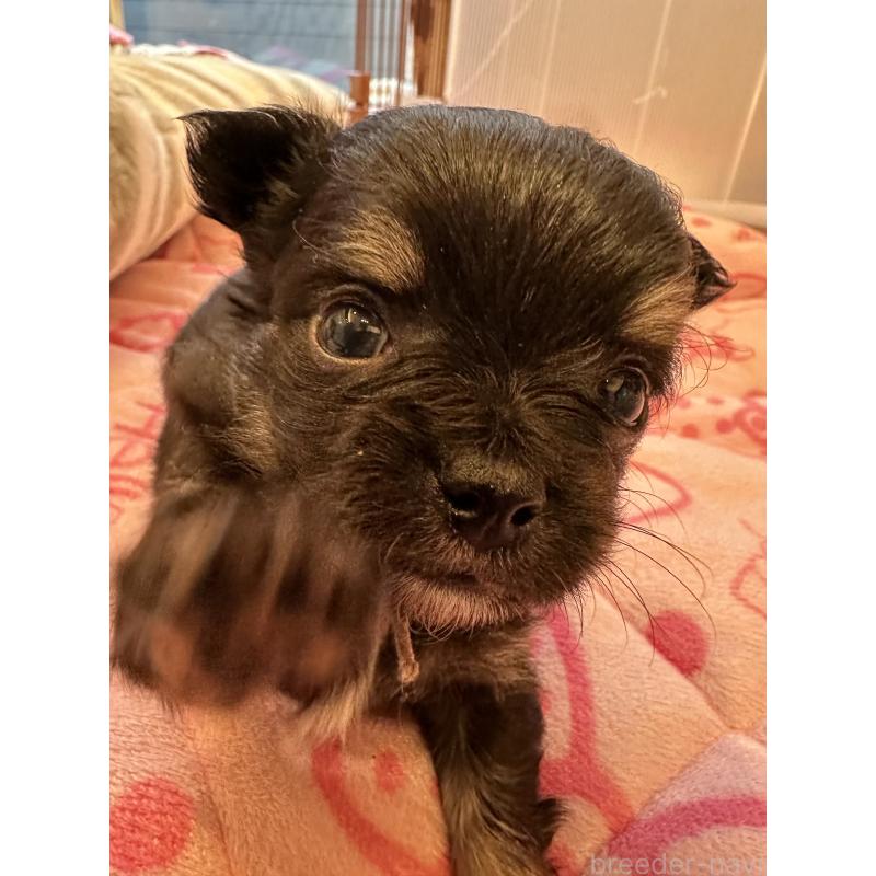 販売中の山形県のチワワ(ロングコート)-437238の8枚目