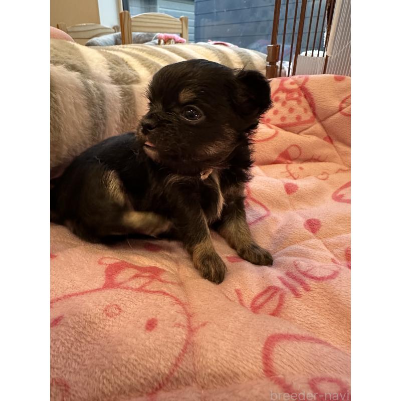 販売中の山形県のチワワ(ロングコート)-437238の7枚目