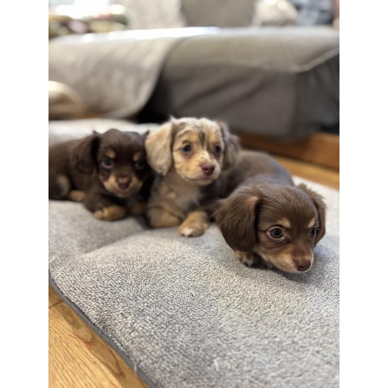 販売中の大分県のチワックス:チワワ×ミニチュアダックスフンド-438374の3枚目