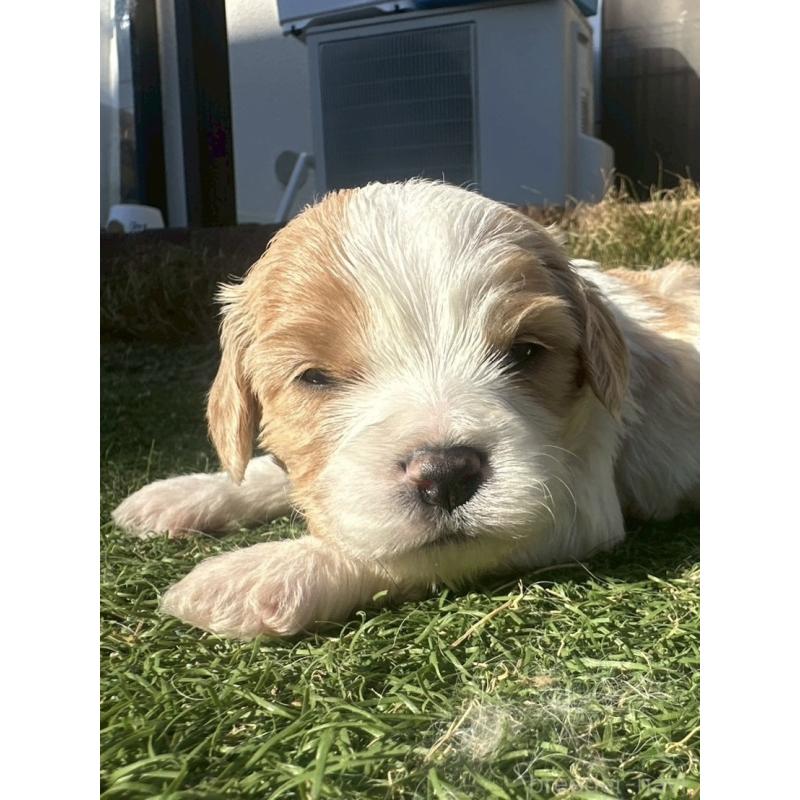 販売中の千葉県のミックス犬-438586の5枚目