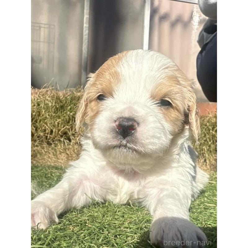 販売中の千葉県のミックス犬-438586の3枚目