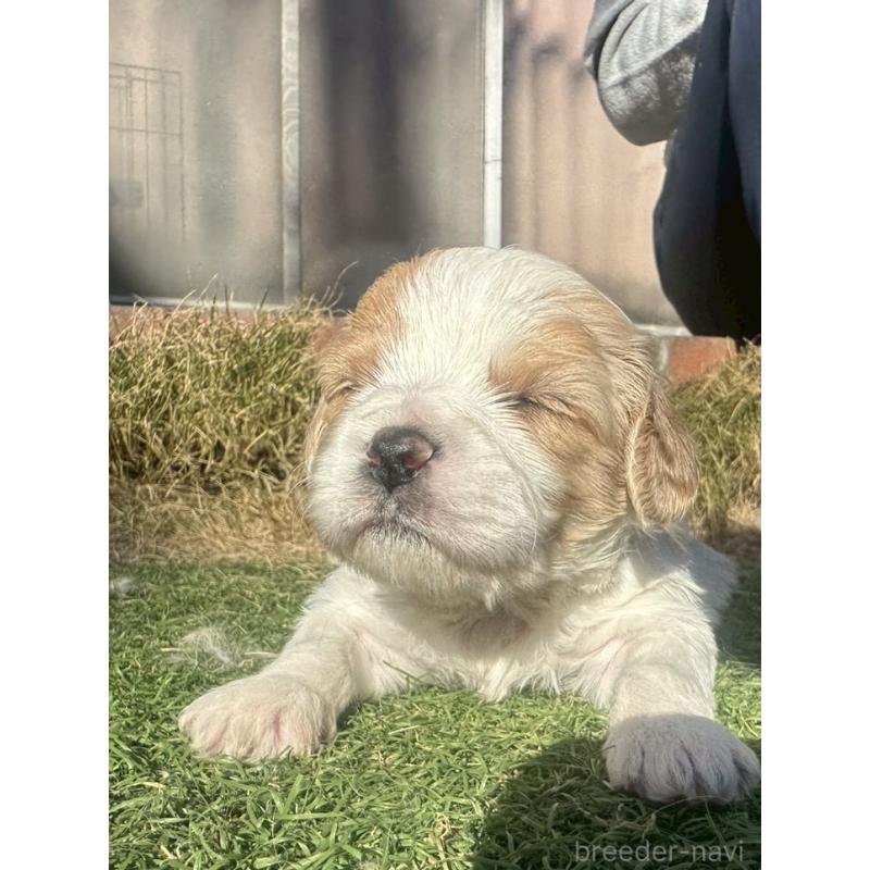 販売中の千葉県のミックス犬-438586の2枚目