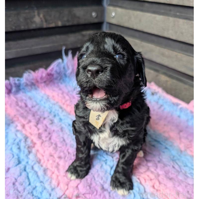 販売中の東京都のポーチュギーズウォータードッグ-438585の5枚目