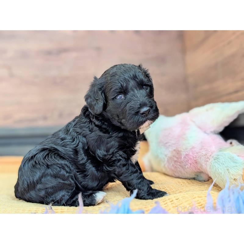 販売中の東京都のポーチュギーズウォータードッグ-438585の4枚目