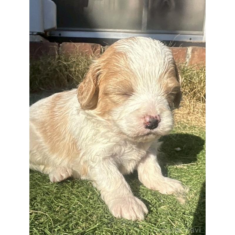 販売中の千葉県のミックス犬-438587の5枚目