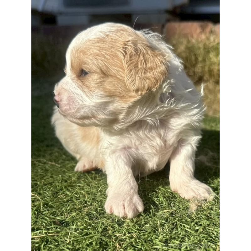 販売中の千葉県のミックス犬-438587の4枚目