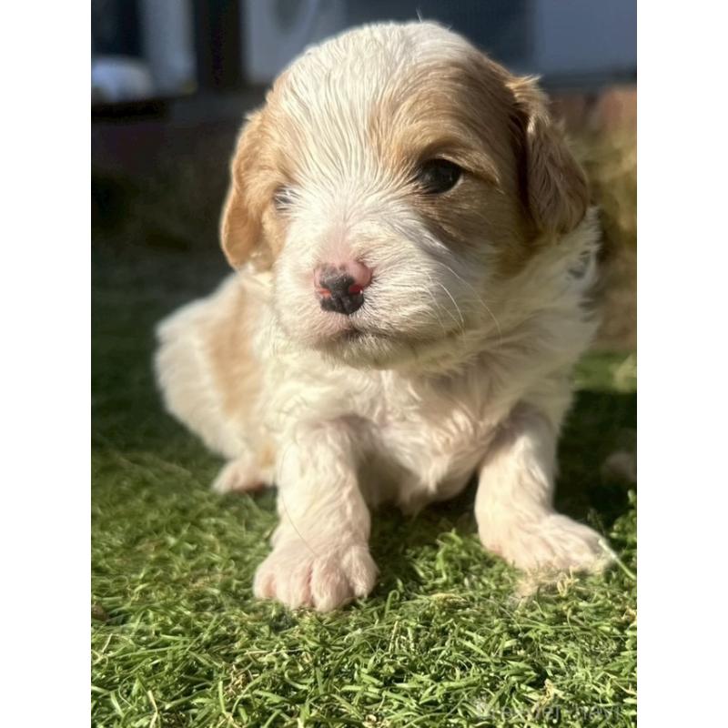 販売中の千葉県のミックス犬-438587の3枚目