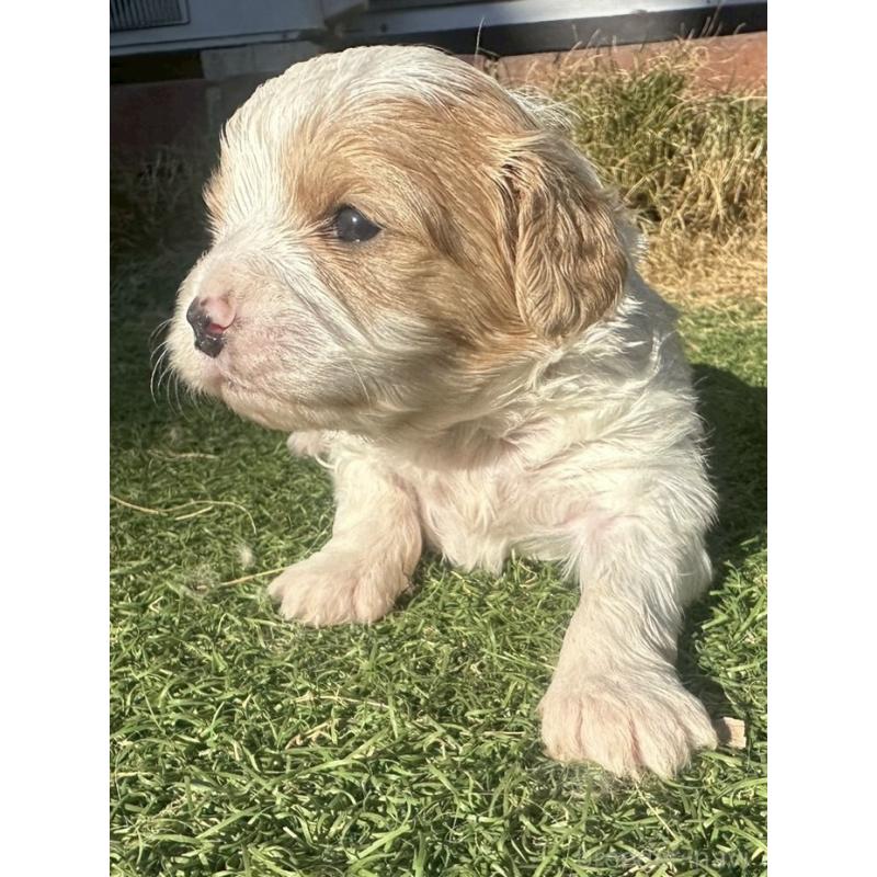 販売中の千葉県のミックス犬-438587の2枚目