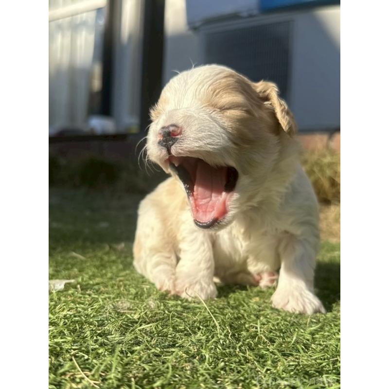 販売中の千葉県のミックス犬-438588の5枚目