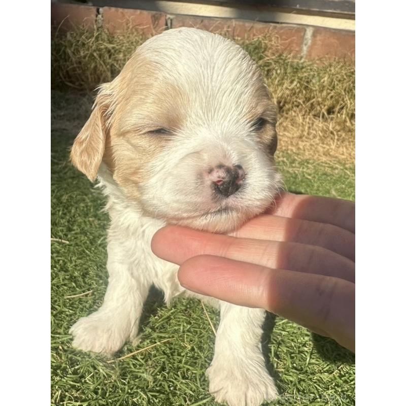 販売中の千葉県のミックス犬-438588の4枚目