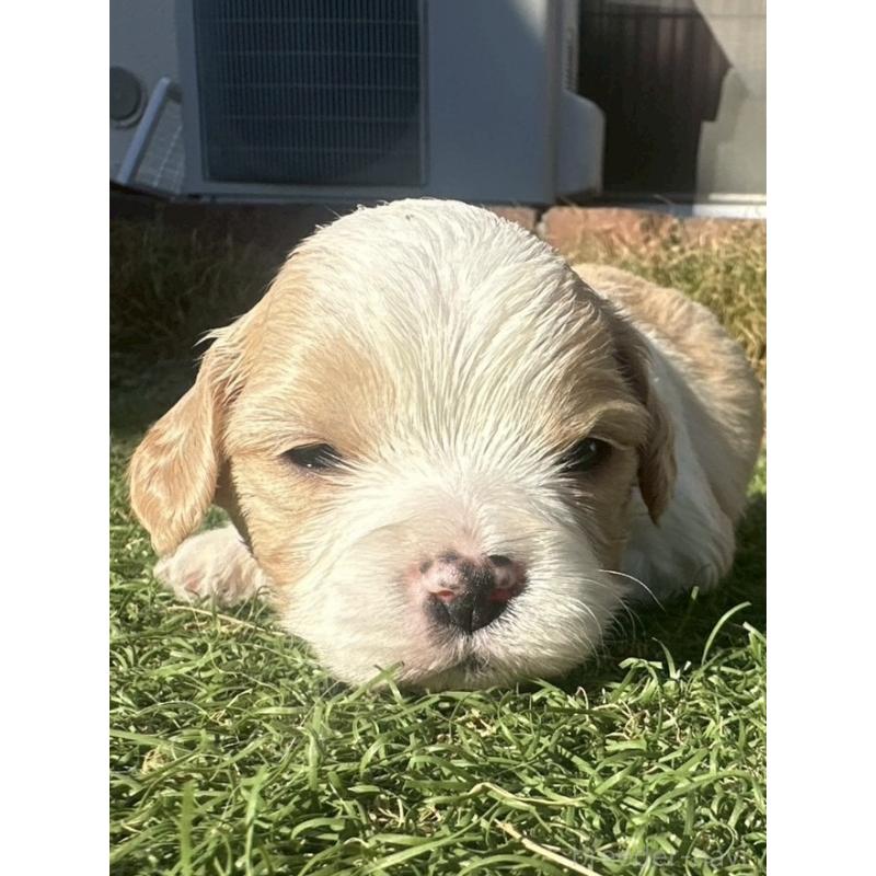 販売中の千葉県のミックス犬-438588の3枚目