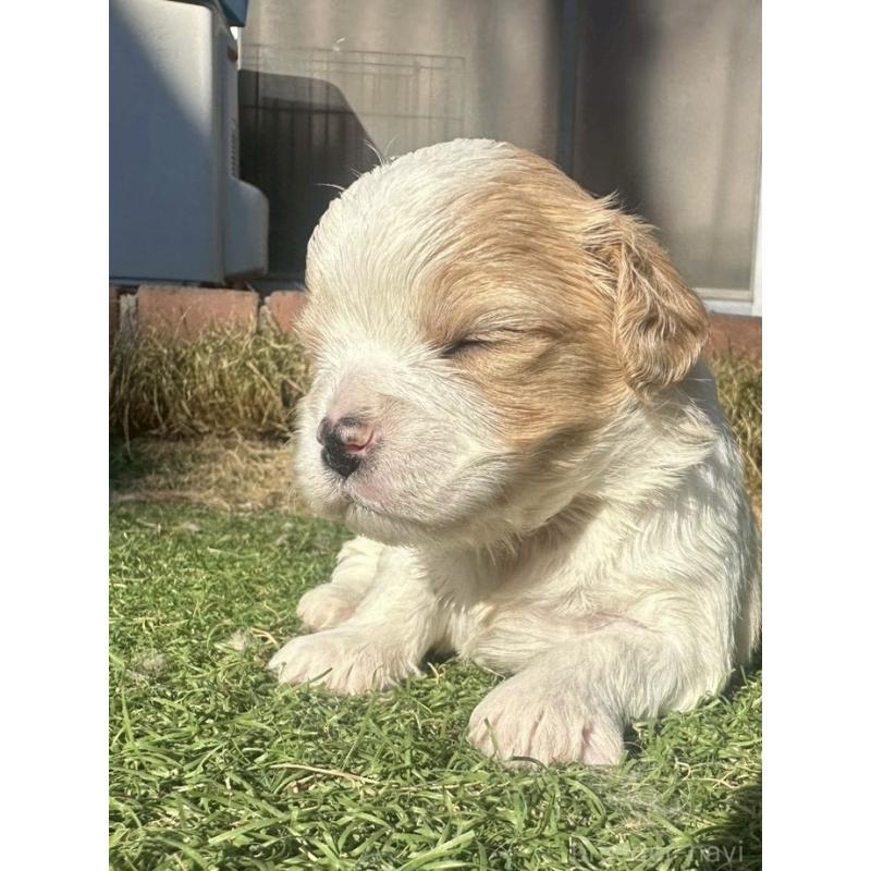 販売中の千葉県のミックス犬-438588の2枚目