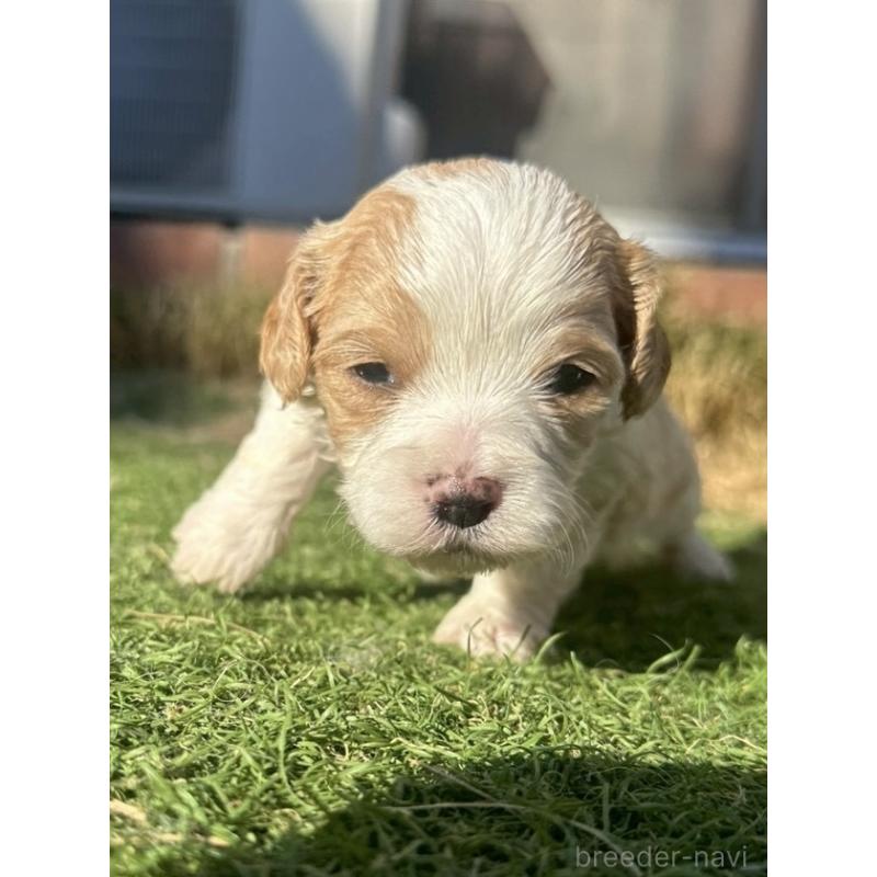 販売中の千葉県のミックス犬-438589の5枚目