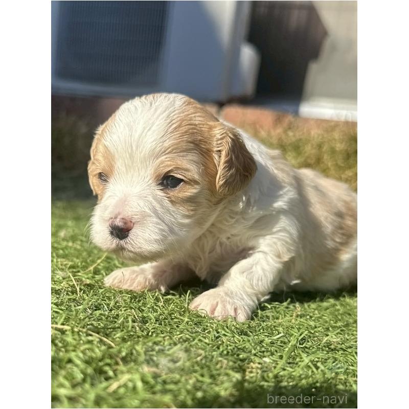 販売中の千葉県のミックス犬-438589の4枚目