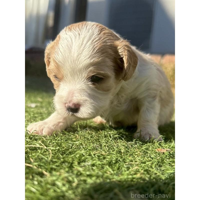 販売中の千葉県のミックス犬-438589の3枚目