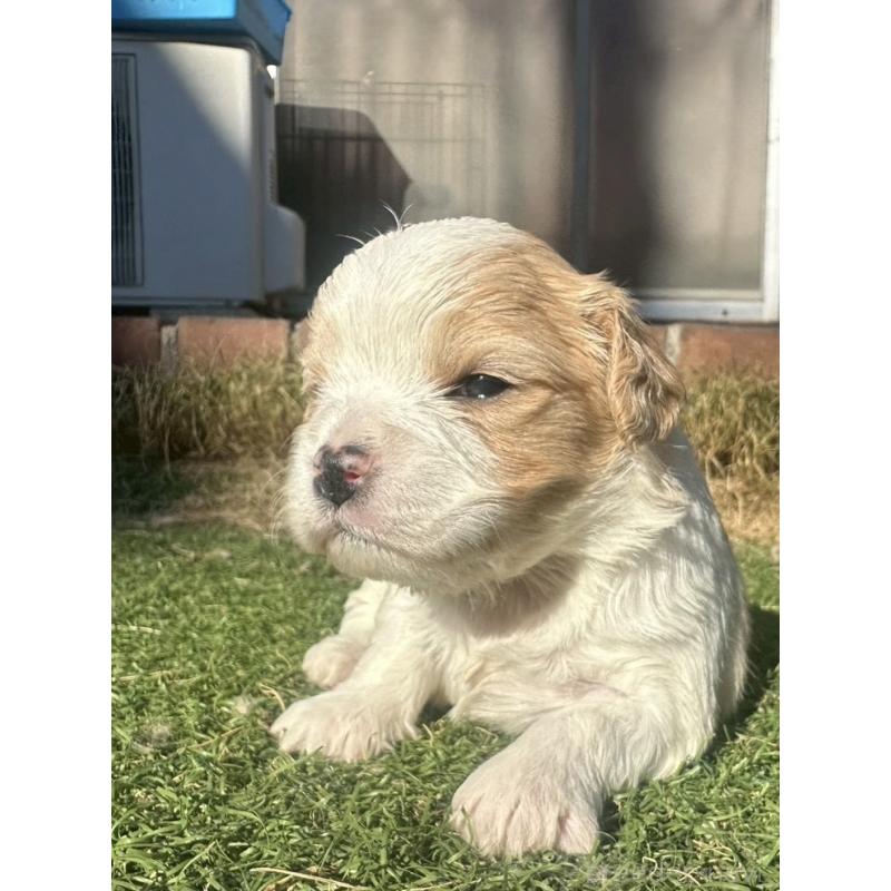 販売中の千葉県のミックス犬-438589の2枚目