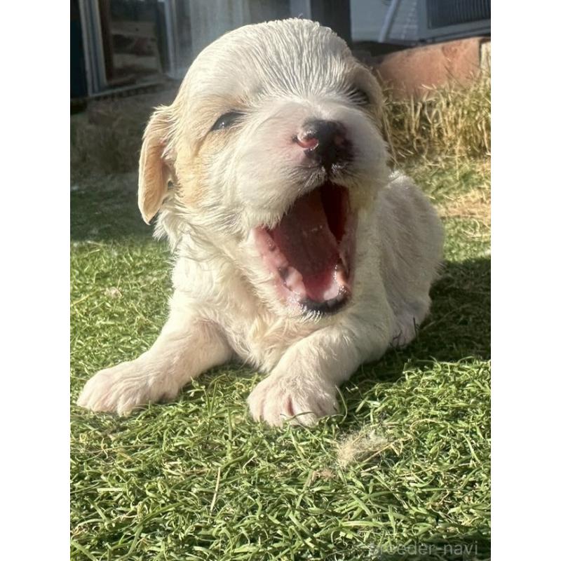 販売中の千葉県のミックス犬-438591の5枚目