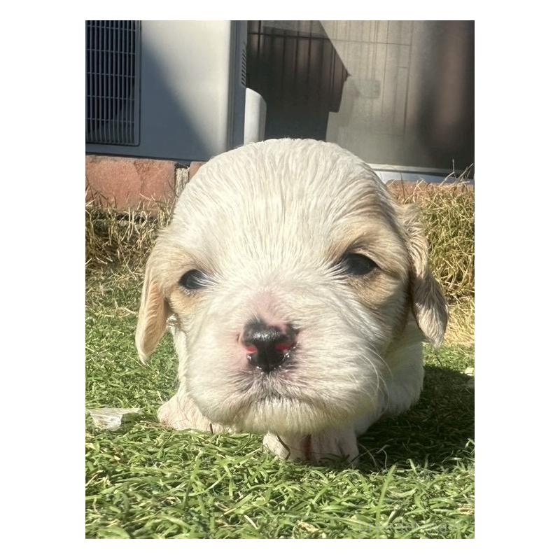 販売中の千葉県のミックス犬-438591の4枚目