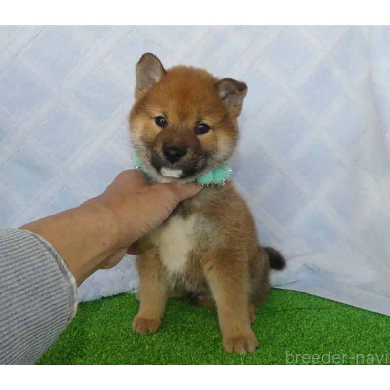 販売中の静岡県の柴犬-438594の5枚目