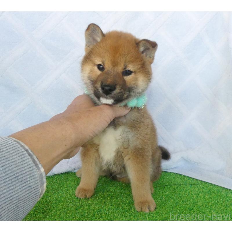 販売中の静岡県の柴犬-438594の4枚目