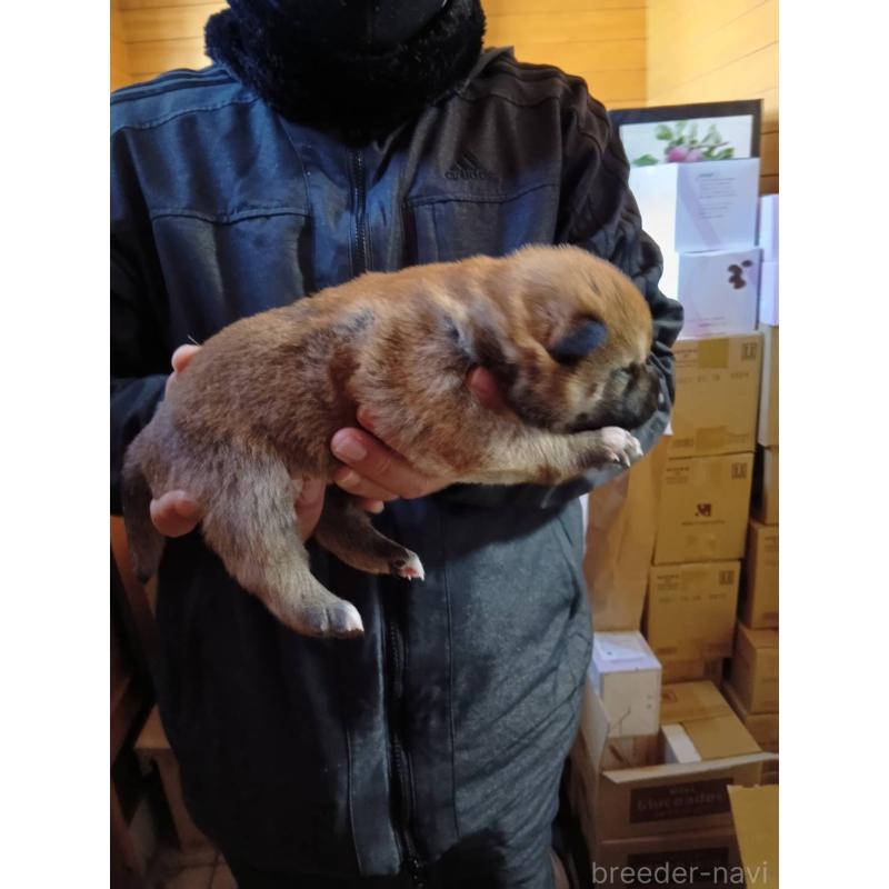販売中の山口県の柴犬-438595の2枚目