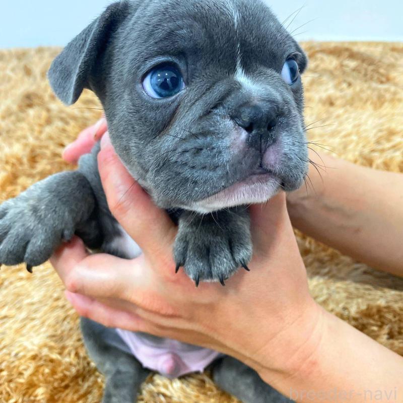 成約済の鹿児島県のフレンチブルドッグ-432042の5枚目