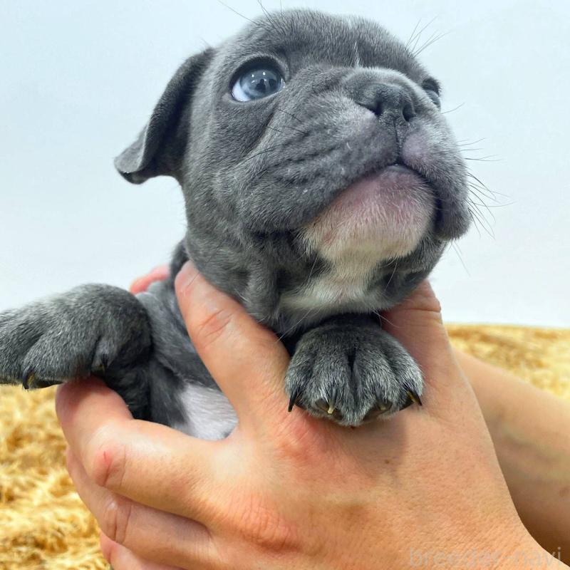 成約済の鹿児島県のフレンチブルドッグ-432042の1枚目