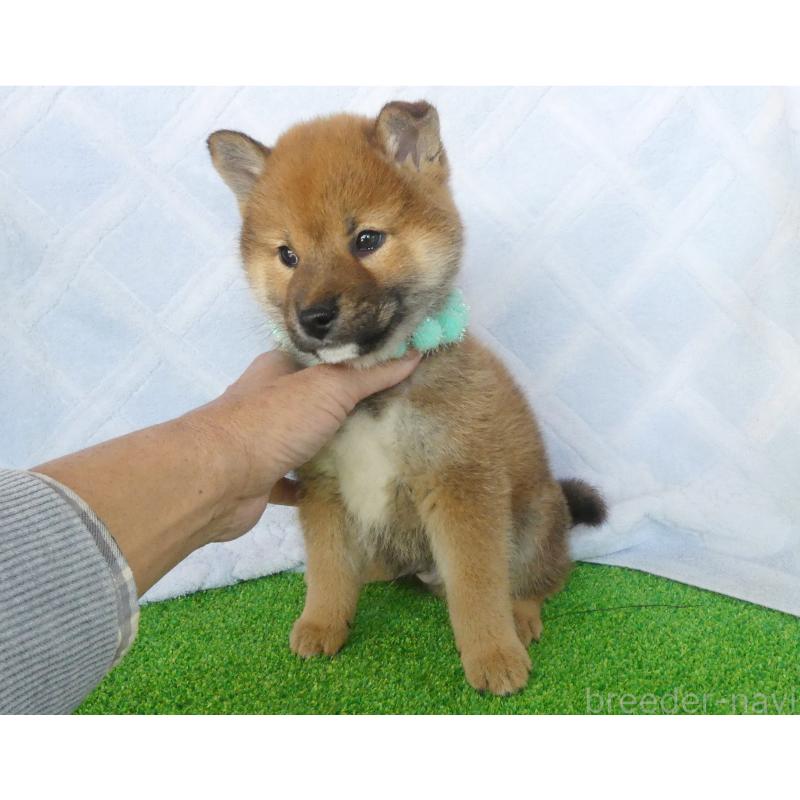 販売中の静岡県の柴犬-438594の3枚目
