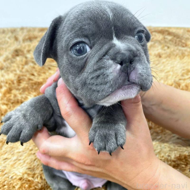 成約済の鹿児島県のフレンチブルドッグ-432042の4枚目