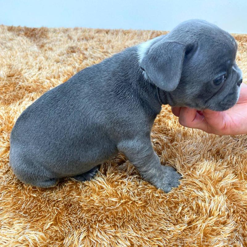 成約済の鹿児島県のフレンチブルドッグ-432042の3枚目