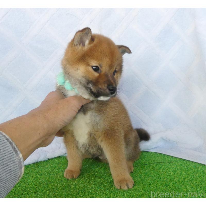 販売中の静岡県の柴犬-438594の2枚目